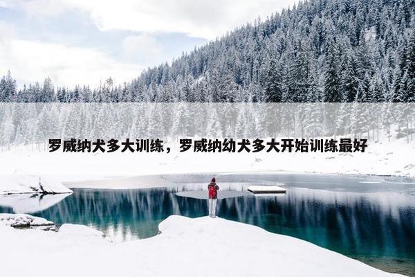 罗威纳犬多大训练，罗威纳幼犬多大开始训练最好