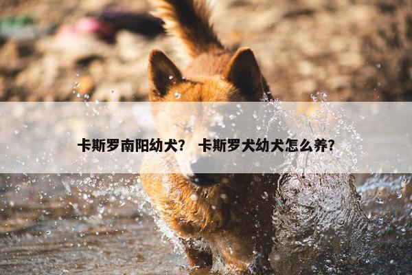卡斯罗南阳幼犬？ 卡斯罗犬幼犬怎么养？