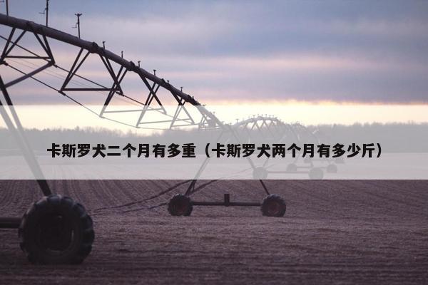 卡斯罗犬二个月有多重（卡斯罗犬两个月有多少斤）