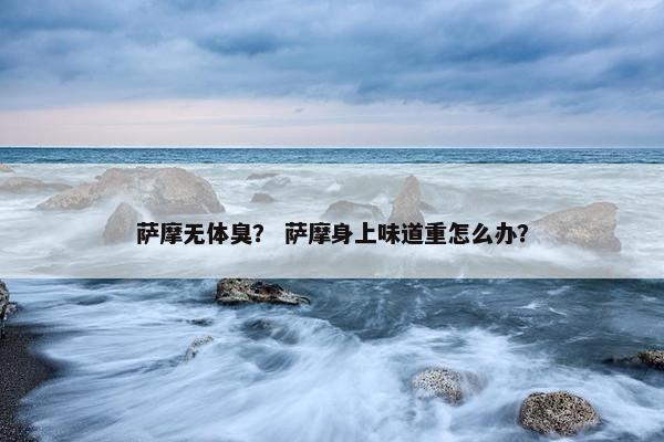 萨摩无体臭？ 萨摩身上味道重怎么办？
