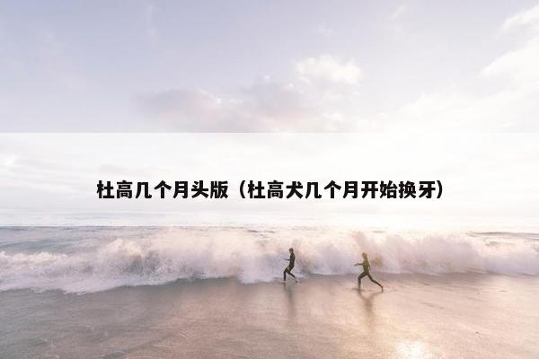 杜高几个月头版（杜高犬几个月开始换牙）