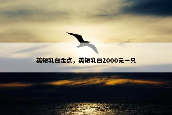 英短乳白金点，英短乳白2000元一只