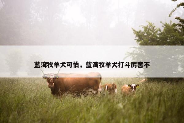 蓝湾牧羊犬可怕，蓝湾牧羊犬打斗厉害不