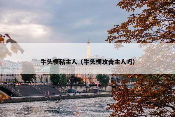 牛头梗粘主人（牛头梗攻击主人吗）