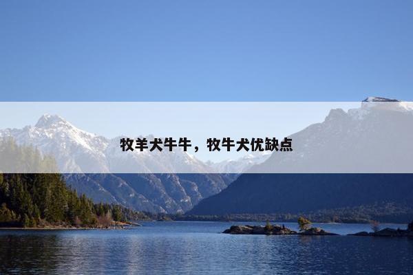 牧羊犬牛牛，牧牛犬优缺点