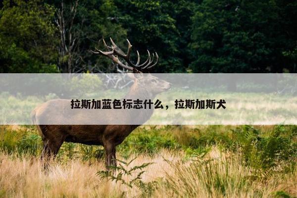 拉斯加蓝色标志什么，拉斯加斯犬