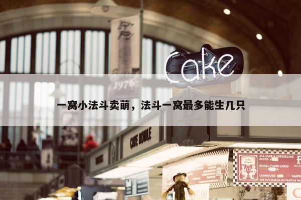 一窝小法斗卖萌，法斗一窝最多能生几只