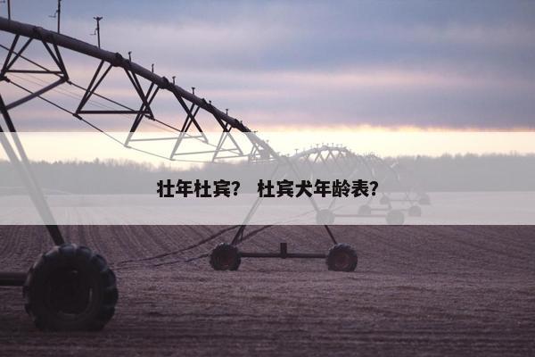 壮年杜宾？ 杜宾犬年龄表？