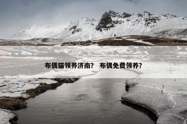 布偶猫领养济南？ 布偶免费领养？