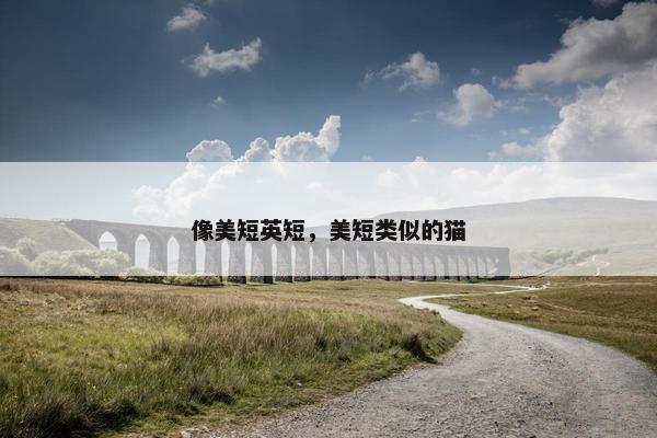 像美短英短，美短类似的猫