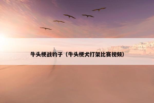 牛头梗战豹子（牛头梗犬打架比赛视频）