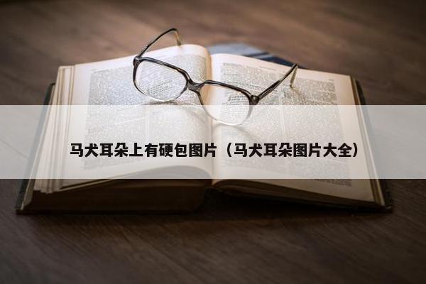 马犬耳朵上有硬包图片（马犬耳朵图片大全）