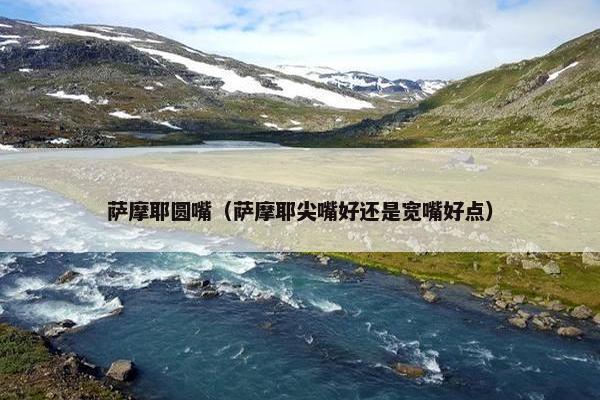 萨摩耶圆嘴（萨摩耶尖嘴好还是宽嘴好点）