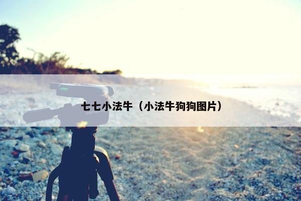 七七小法牛（小法牛狗狗图片）