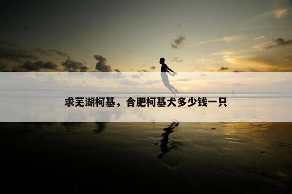 求芜湖柯基，合肥柯基犬多少钱一只