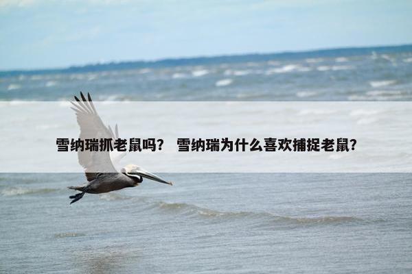 雪纳瑞抓老鼠吗？ 雪纳瑞为什么喜欢捕捉老鼠？