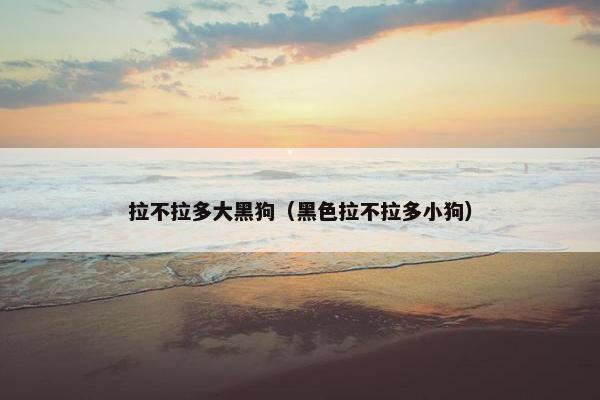 拉不拉多大黑狗（黑色拉不拉多小狗）