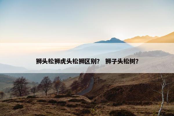 狮头松狮虎头松狮区别？ 狮子头松树？