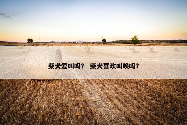 柴犬爱叫吗？ 柴犬喜欢叫唤吗？