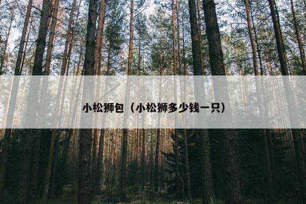 小松狮包（小松狮多少钱一只）