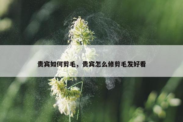 贵宾如何剪毛，贵宾怎么修剪毛发好看