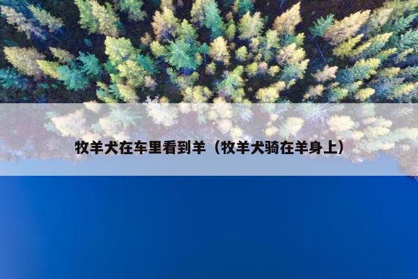 牧羊犬在车里看到羊（牧羊犬骑在羊身上）