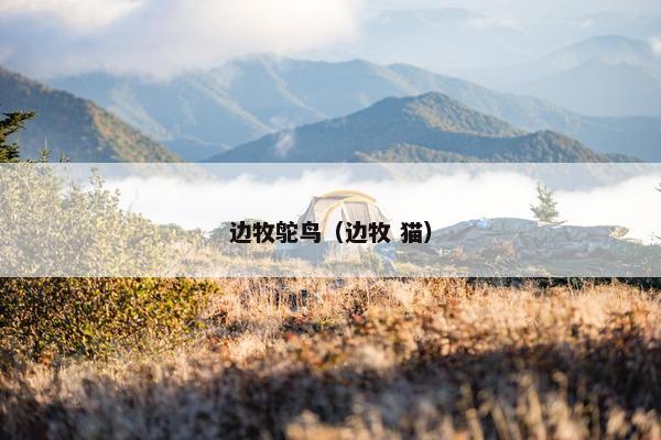 边牧鸵鸟（边牧 猫）