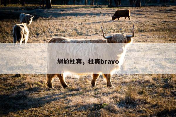 尴尬杜宾，杜宾bravo