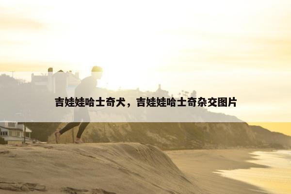 吉娃娃哈士奇犬，吉娃娃哈士奇杂交图片