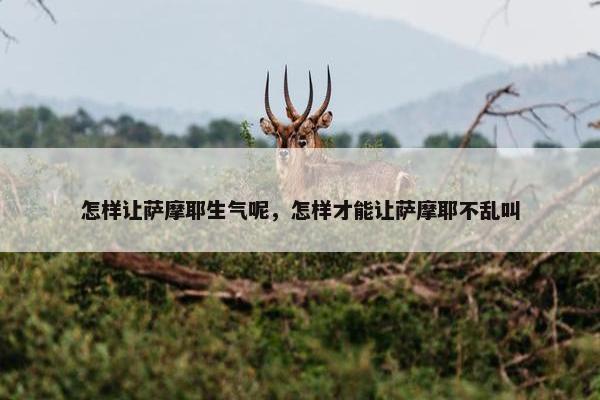 怎样让萨摩耶生气呢，怎样才能让萨摩耶不乱叫