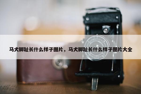 马犬脚趾长什么样子图片，马犬脚趾长什么样子图片大全