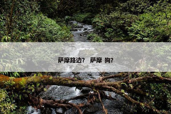 萨摩路边？ 萨摩 狗？