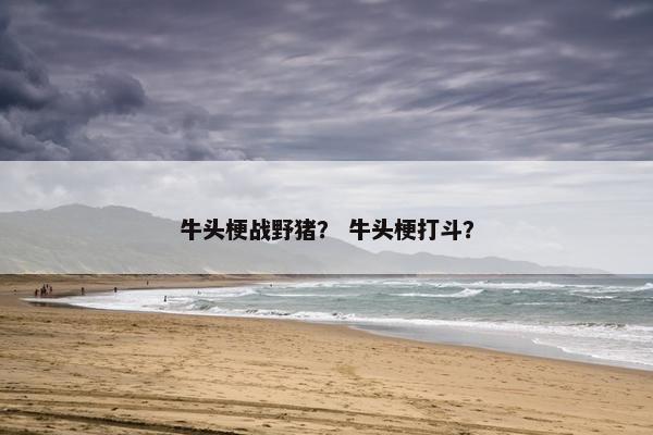 牛头梗战野猪？ 牛头梗打斗？