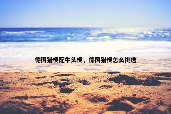 德国猎梗配牛头梗，德国猎梗怎么挑选