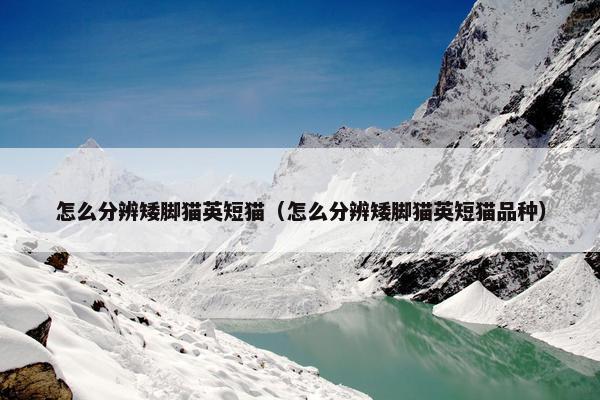 怎么分辨矮脚猫英短猫（怎么分辨矮脚猫英短猫品种）