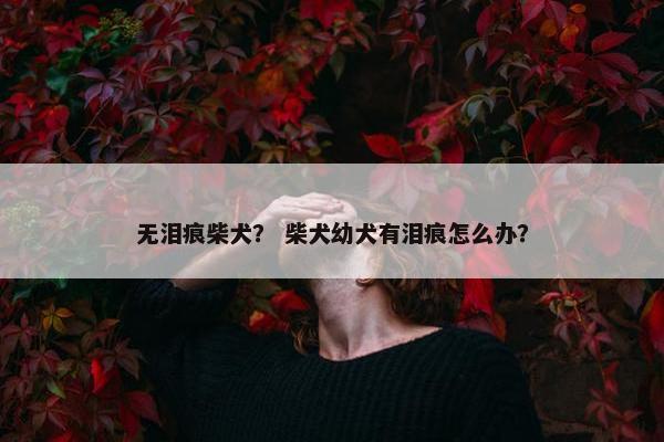 无泪痕柴犬？ 柴犬幼犬有泪痕怎么办？