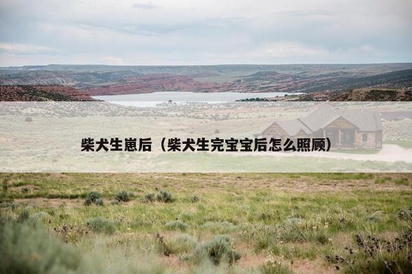 柴犬生崽后（柴犬生完宝宝后怎么照顾）