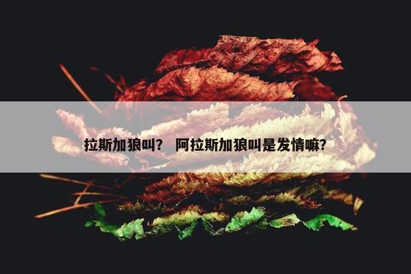 拉斯加狼叫？ 阿拉斯加狼叫是发情嘛？