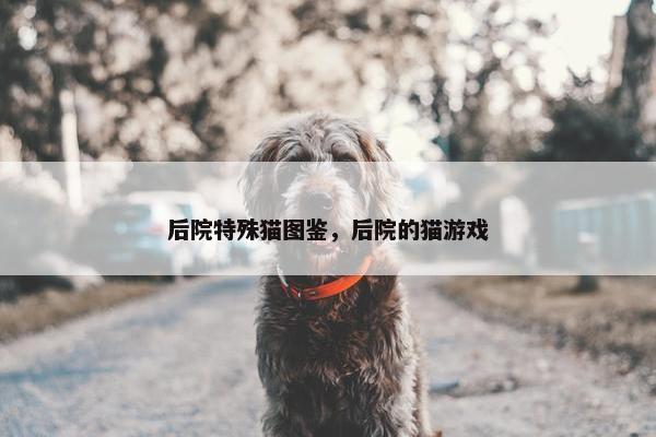 后院特殊猫图鉴，后院的猫游戏
