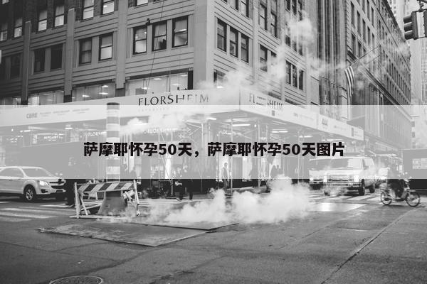 萨摩耶怀孕50天，萨摩耶怀孕50天图片