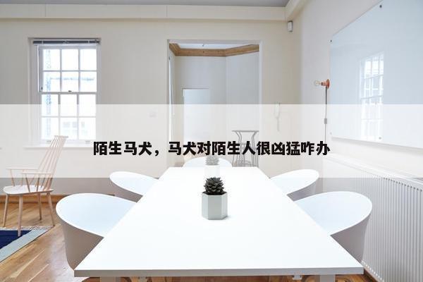 陌生马犬，马犬对陌生人很凶猛咋办