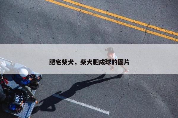 肥宅柴犬，柴犬肥成球的图片