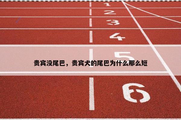 贵宾没尾巴，贵宾犬的尾巴为什么那么短