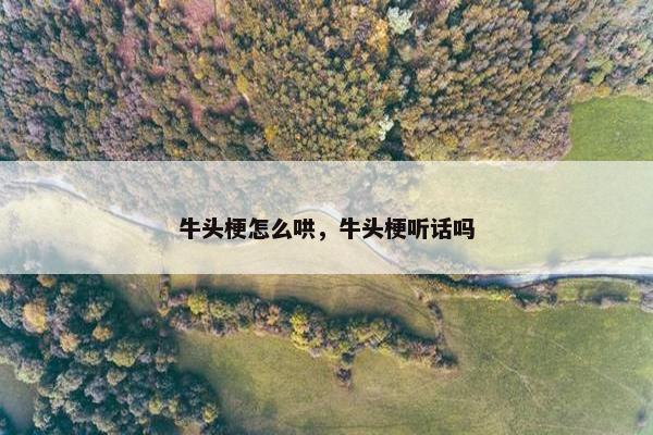 牛头梗怎么哄，牛头梗听话吗