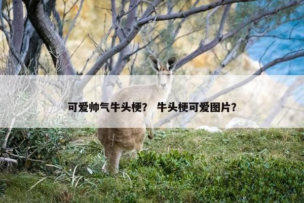 可爱帅气牛头梗？ 牛头梗可爱图片？