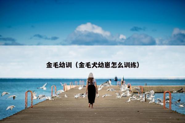 金毛幼训（金毛犬幼崽怎么训练）