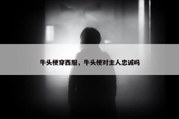 牛头梗穿西服，牛头梗对主人忠诚吗