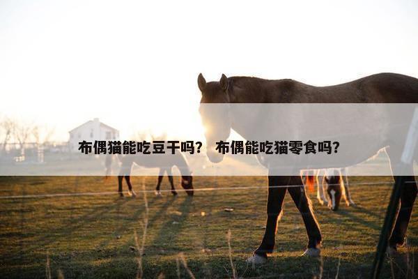 布偶猫能吃豆干吗？ 布偶能吃猫零食吗？