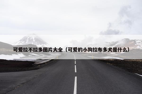 可爱拉不拉多图片大全（可爱的小狗拉布多犬是什么）