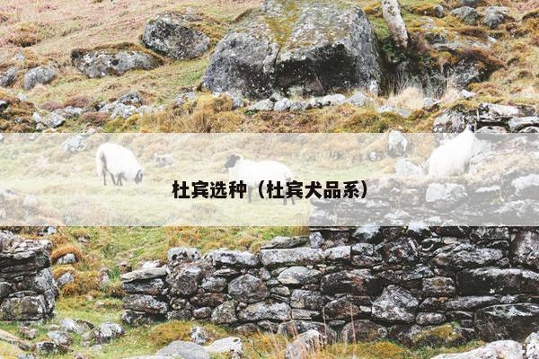 杜宾选种（杜宾犬品系）